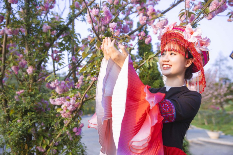 Hoa anh đào nở rộ, Fansipan hoá xứ sở Phù Tang -0