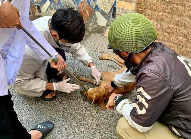 Bình Thuận: Thêm 1 ca tử vong nghi do bệnh dại -0