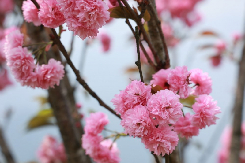 Hoa anh đào nở rộ, Fansipan hoá xứ sở Phù Tang -0