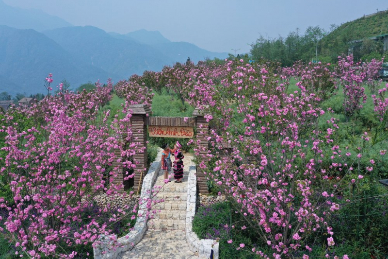 Hoa anh đào nở rộ, Fansipan hoá xứ sở Phù Tang -0