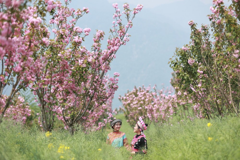 Hoa anh đào nở rộ, Fansipan hoá xứ sở Phù Tang -0