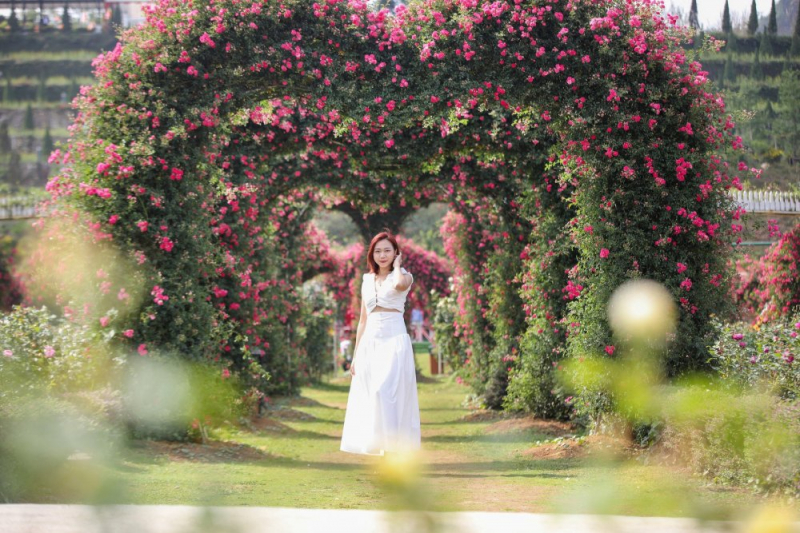 Hoa anh đào nở rộ, Fansipan hoá xứ sở Phù Tang -0