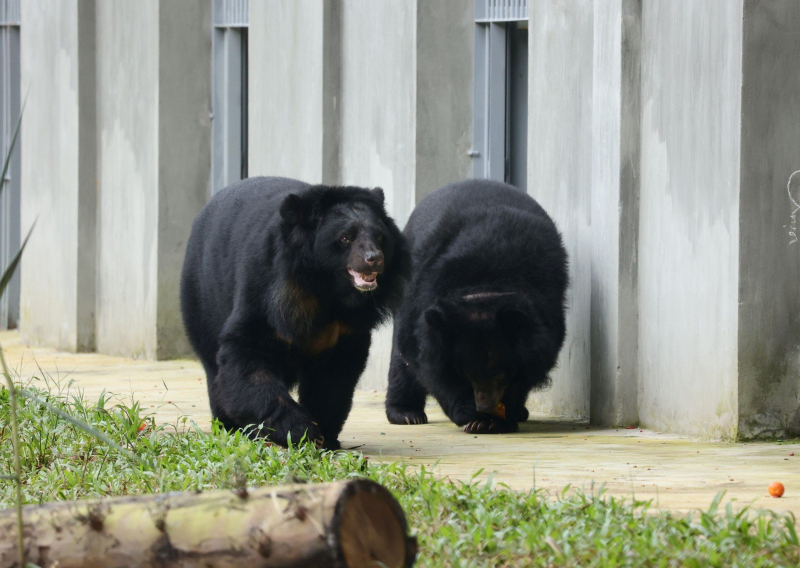 Cứu hộ 3 gấu ngựa đưa về Trung tâm Cứu hộ gấu Việt Nam tại Bạch Mã -0