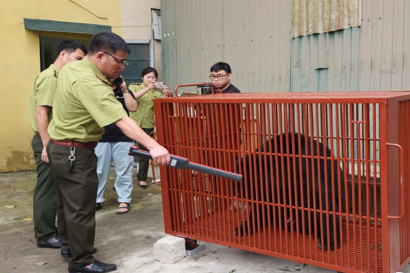 Cứu hộ 3 gấu ngựa đưa về Trung tâm Cứu hộ gấu Việt Nam tại Bạch Mã -0