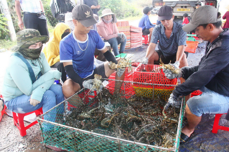 Tôm hùm thả nuôi trong lồng bè ở vịnh Vân Phong chết hàng loạt -0