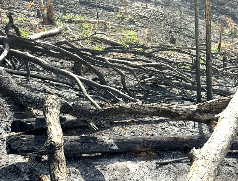 Khởi tố 5 đối tượng trong vụ phá rừng cực lớn tại Kon Tum -0