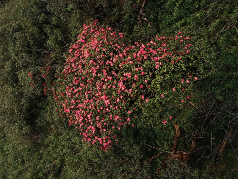 Chiêm ngưỡng vẻ đẹp mê mẩn của rừng hoa Đỗ quyên Fansipan -0