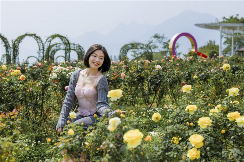 Chiêm ngưỡng vẻ đẹp mê mẩn của rừng hoa Đỗ quyên Fansipan -0