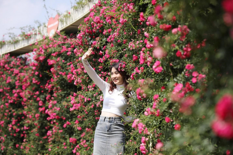 Chiêm ngưỡng vẻ đẹp mê mẩn của rừng hoa Đỗ quyên Fansipan -1