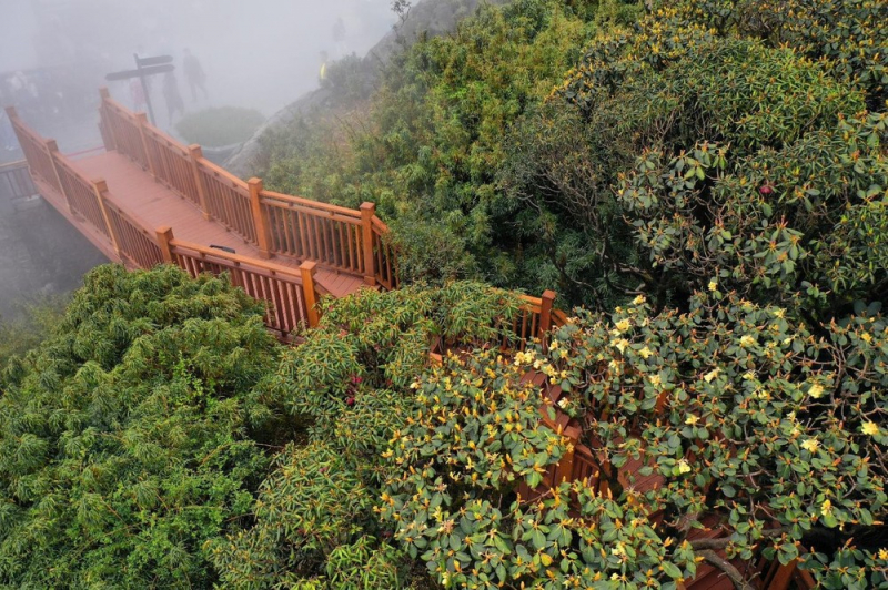 Chiêm ngưỡng vẻ đẹp mê mẩn của rừng hoa Đỗ quyên Fansipan -0