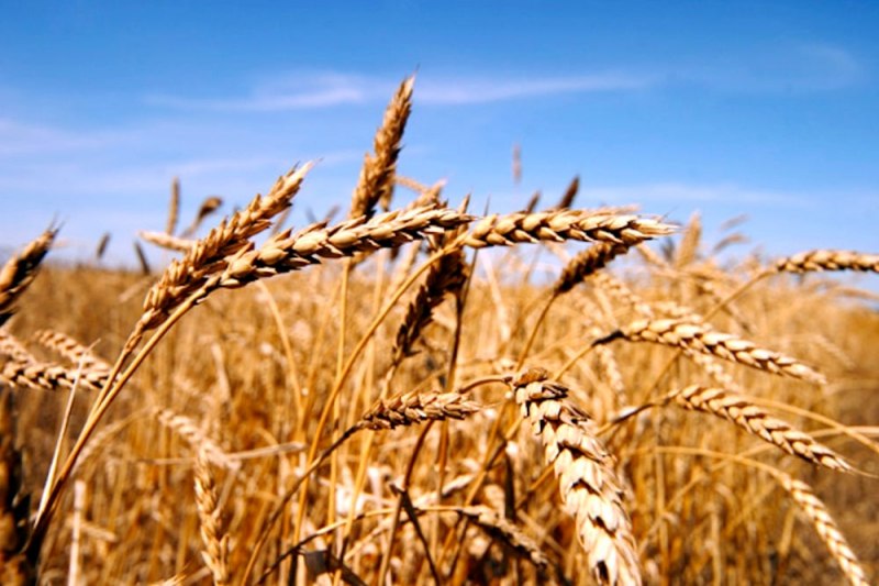 Vì sao Trung Quốc hủy hàng loạt đơn hàng lúa mì? -0