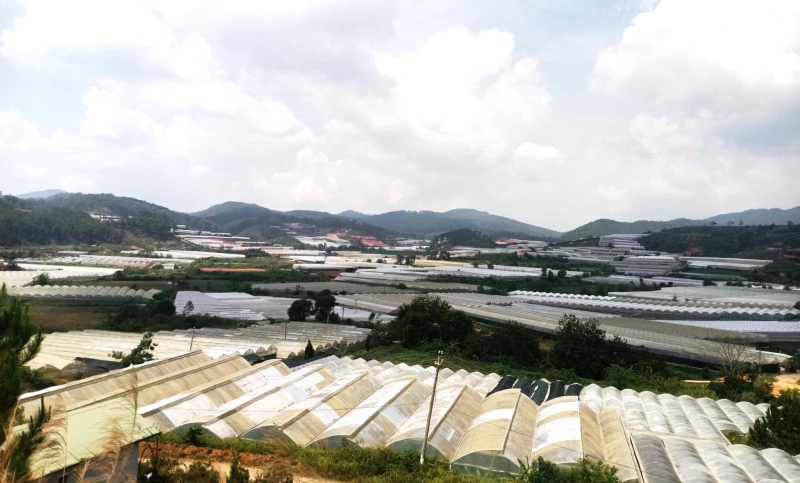 Chây ỳ nộp tiền thuê đất ở Khu nông nghiệp công nghệ cao Ấp Lát -0