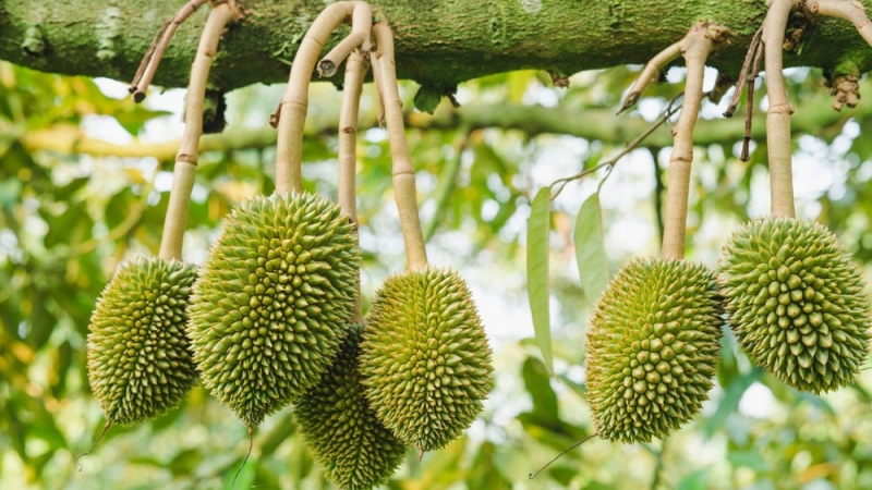 Cần giữ chất lượng cho trái sầu riêng, không bán non -0