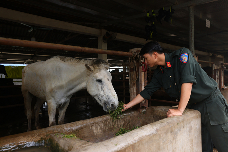 DB28-Chuyện về những “người bạn chiến mã” -0