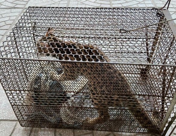 Phong Nha Kẻ Bàng tiếp nhận 2 cá thể động vật đặc biệt quý hiếm  -0