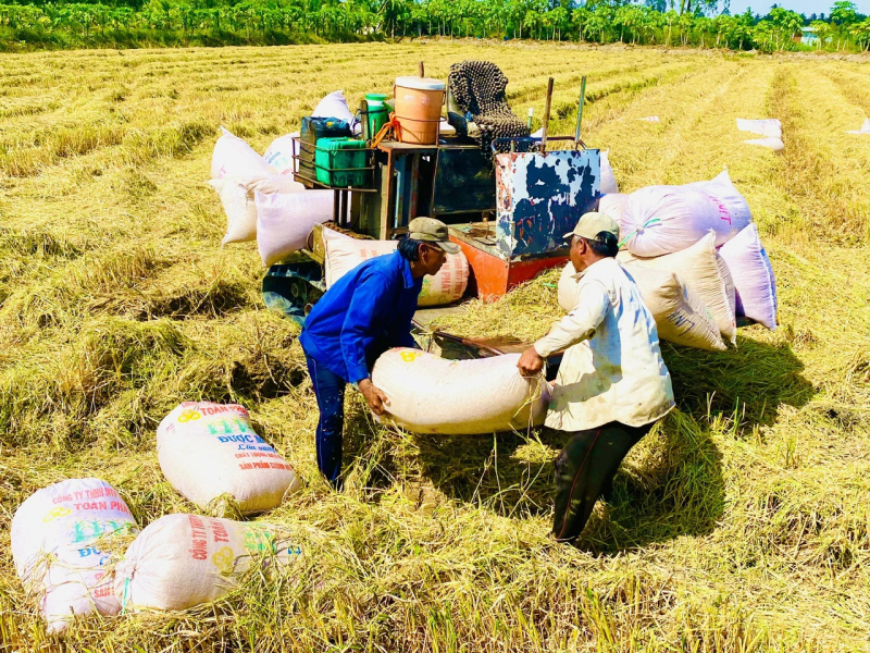 Vai trò của thương lái trong liên kết bền vững chuỗi giá trị lúa gạo -0