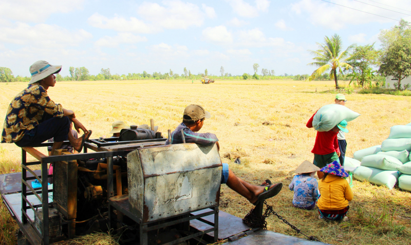 Tập đoàn Lộc Trời nợ tiền mua lúa, nông dân “khóc ròng” -0