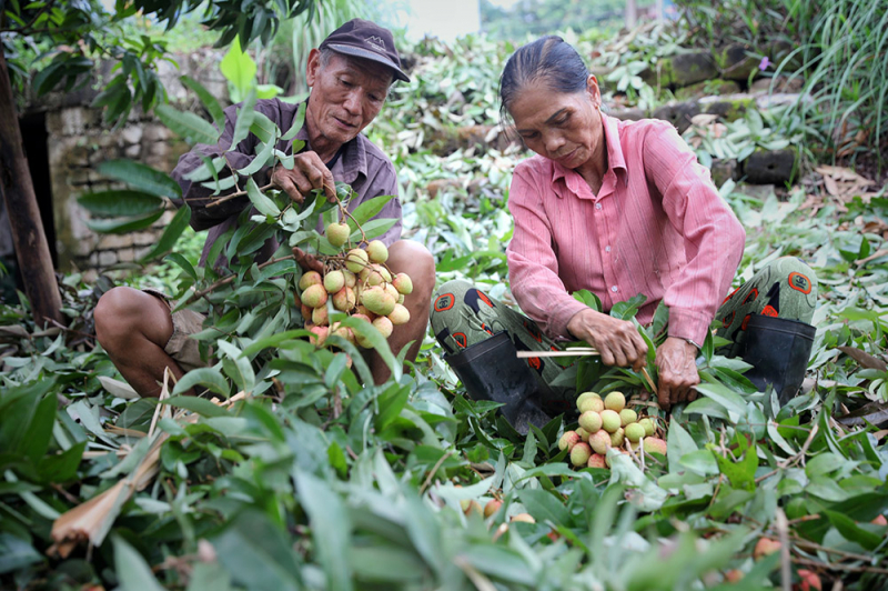 z5424222200353_cd772c1b052c33bc86b9c79085ee2ffc.jpg -0