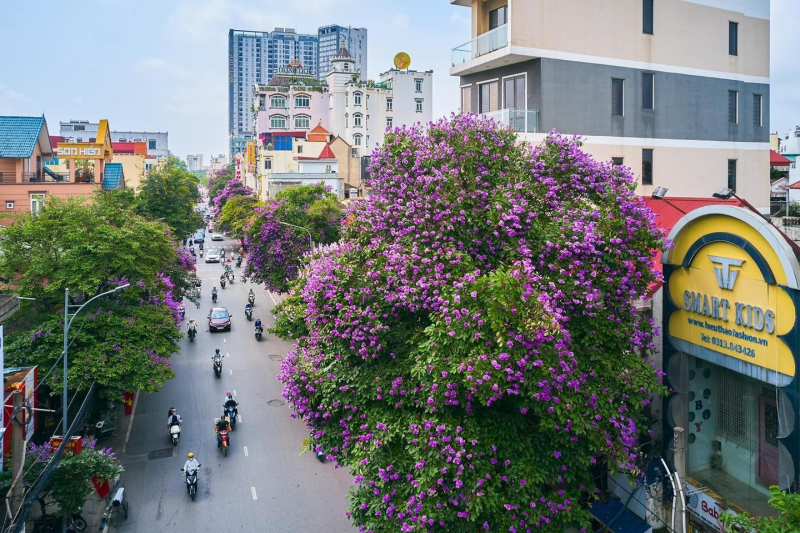 Hải Phòng - thành phố của hoa -0