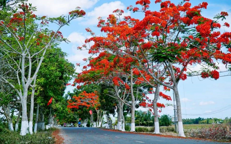 Hải Phòng - thành phố của hoa -0