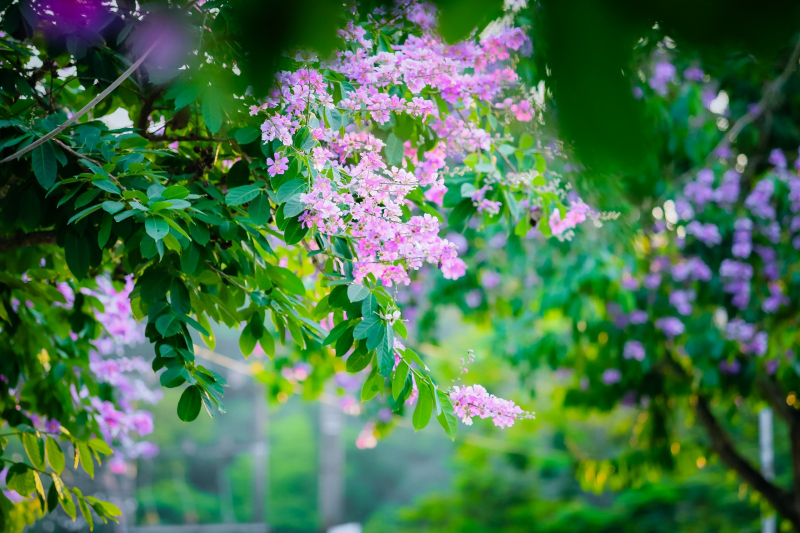 Hải Phòng - thành phố của hoa -0