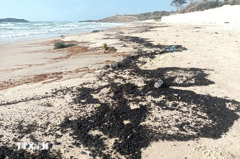 Thu gom, xử lý dầu vón cục trôi dạt vào biển Mũi Né -0