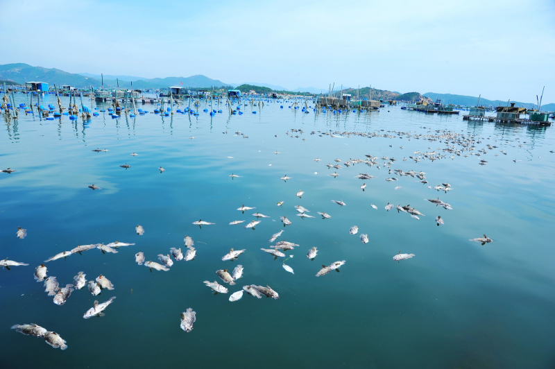 Nhận định nguyên nhân tôm, cá chết hàng loạt ở 