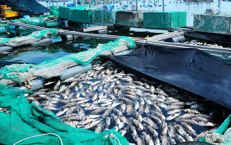    Sự cố tôm, cá chết hàng loạt ở Phú Yên gây thiệt hại hơn 38 tỷ đồng -0