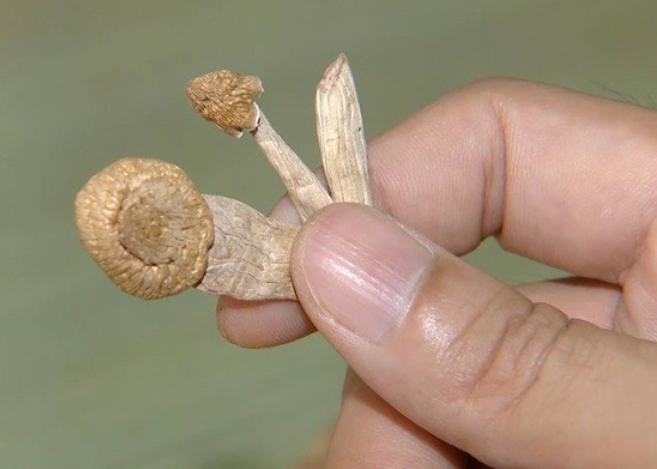 Khi “thần dược” thành độc dược -0