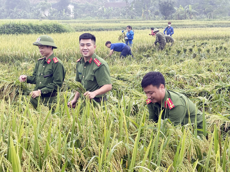 Xuống đồng thu hoạch mùa vàng cùng nhân dân -0