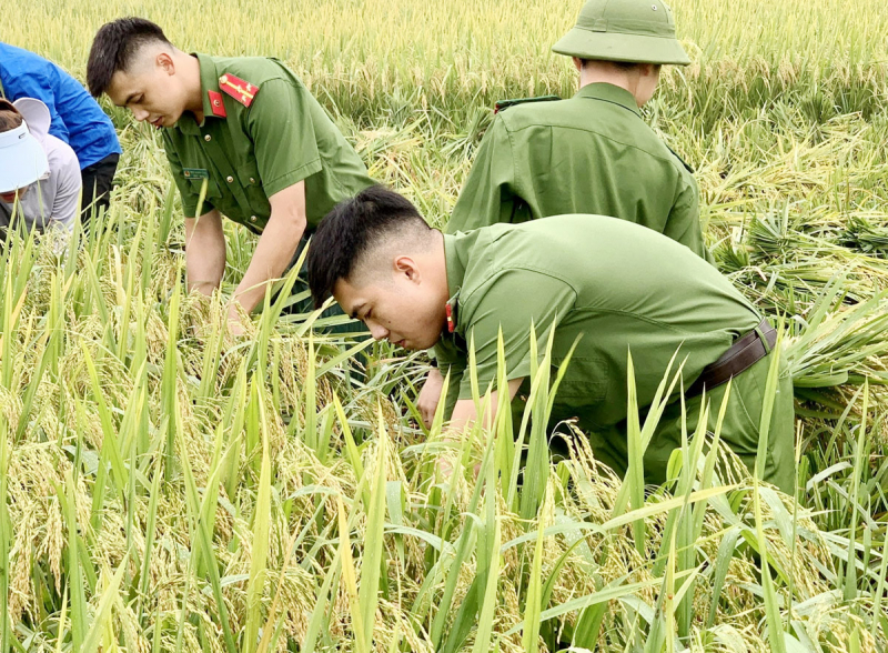 Xuống đồng thu hoạch mùa vàng cùng nhân dân -0