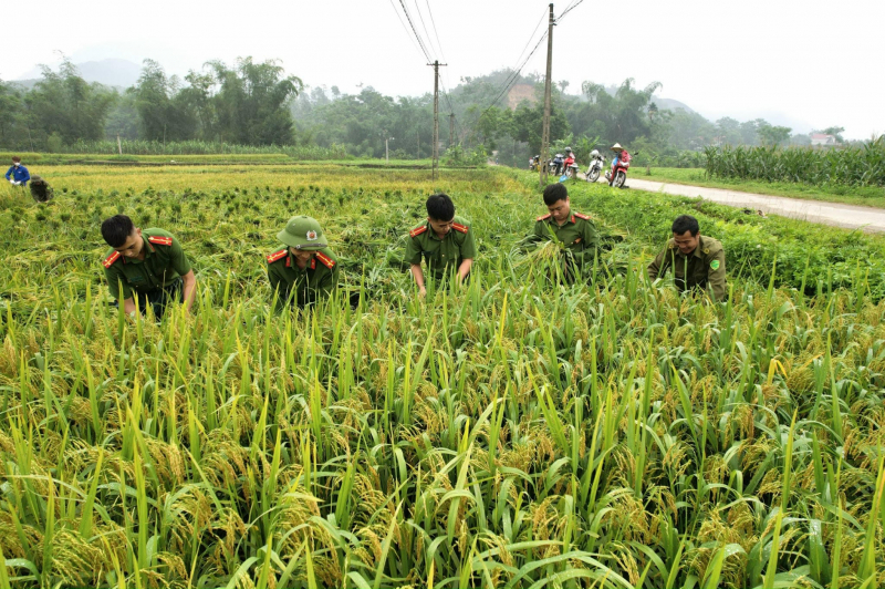 Xuống đồng thu hoạch mùa vàng cùng nhân dân -0