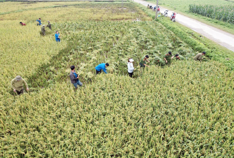 Xuống đồng thu hoạch mùa vàng cùng nhân dân -0