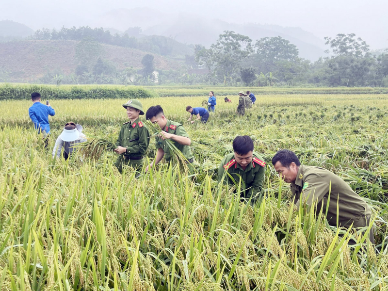 Xuống đồng thu hoạch mùa vàng cùng nhân dân -1