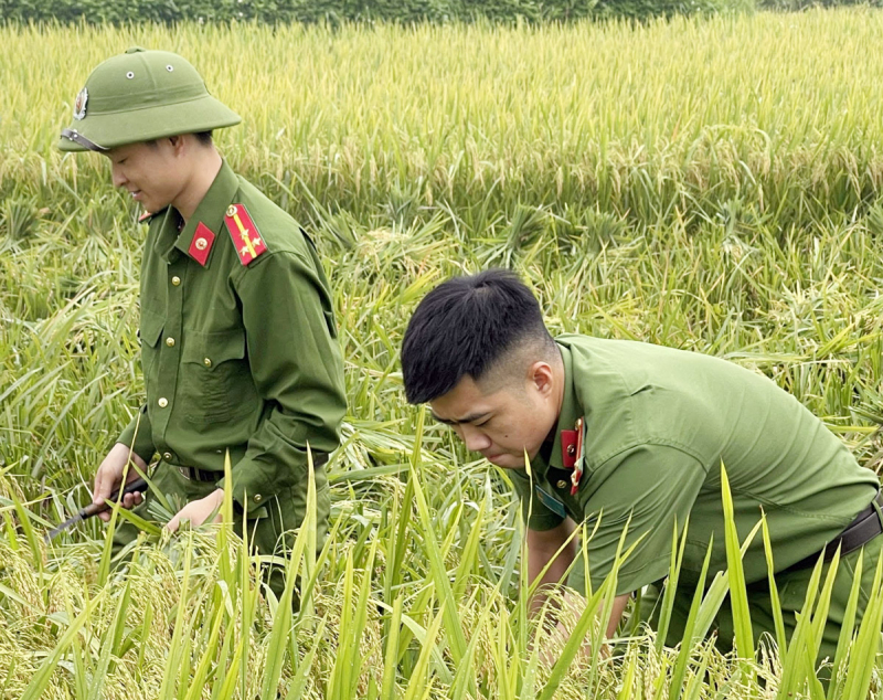 Xuống đồng thu hoạch mùa vàng cùng nhân dân -2