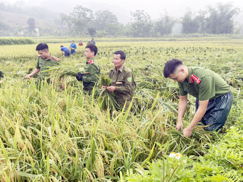 Xuống đồng thu hoạch mùa vàng cùng nhân dân -1