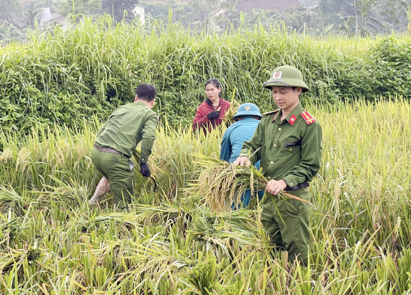 Xuống đồng thu hoạch mùa vàng cùng nhân dân -2