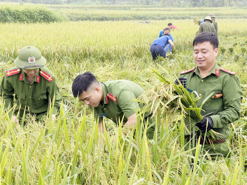 Xuống đồng thu hoạch mùa vàng cùng nhân dân -1