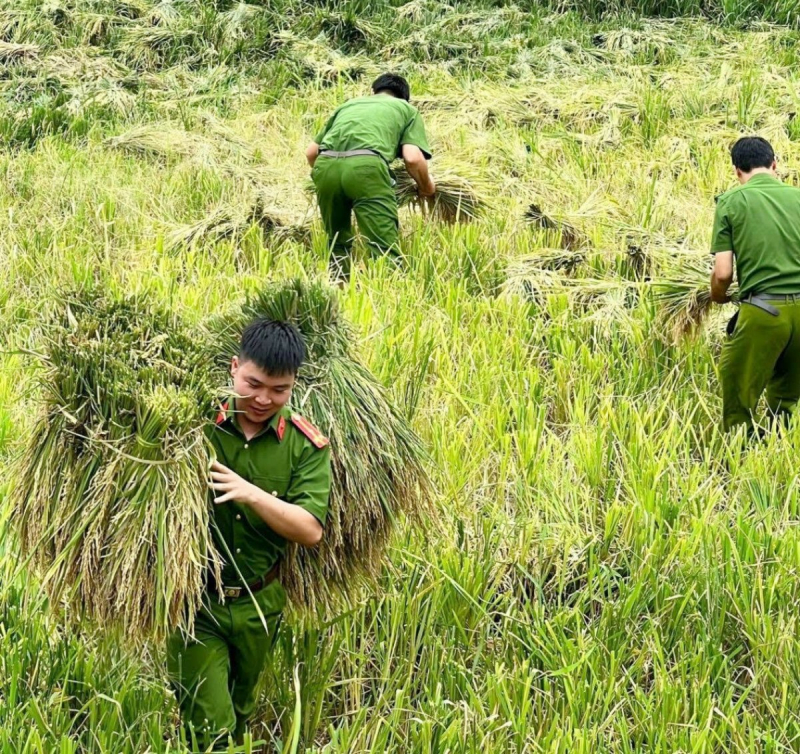 Công an xã giúp người dân thu hoạch lúa đối phó với mưa lũ -0