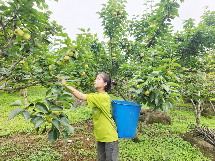 Nỗ lực đảm bảo bình yên cho Ngày hội hái Lê lớn nhất Lai Châu -1