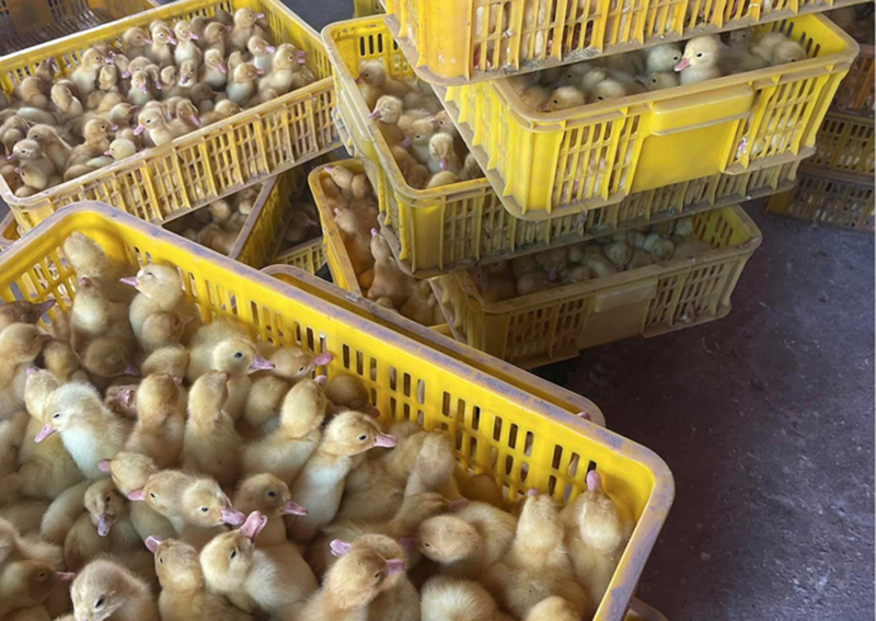 Nỗi lo gia súc, gia cầm nhập lậu -0