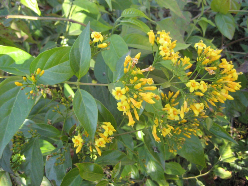 Uống thuốc sắc từ rễ cây chữa mất ngủ, 1 phụ nữ tử vong -0