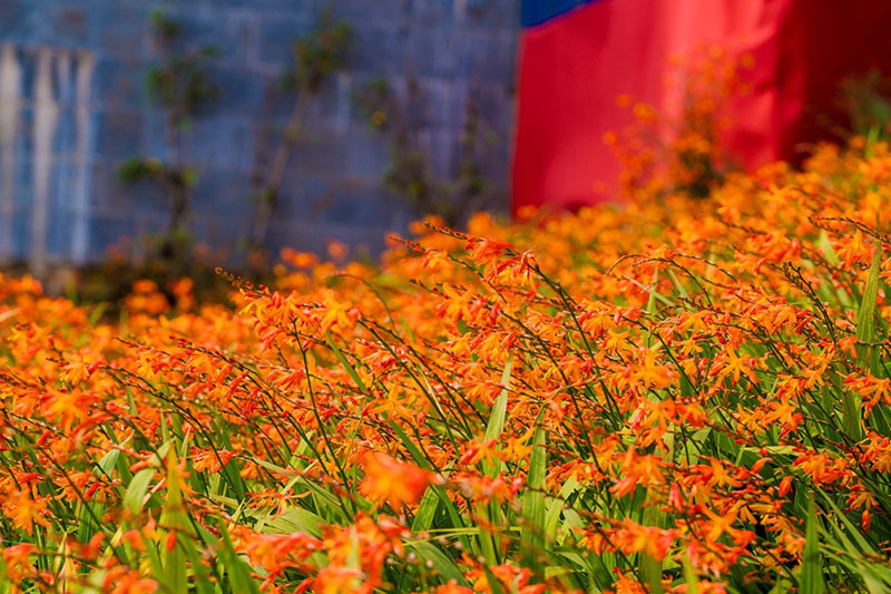 Rực rỡ sắc màu Lễ hội hoa dơn thóc 2024 trên đỉnh Fansipan -0