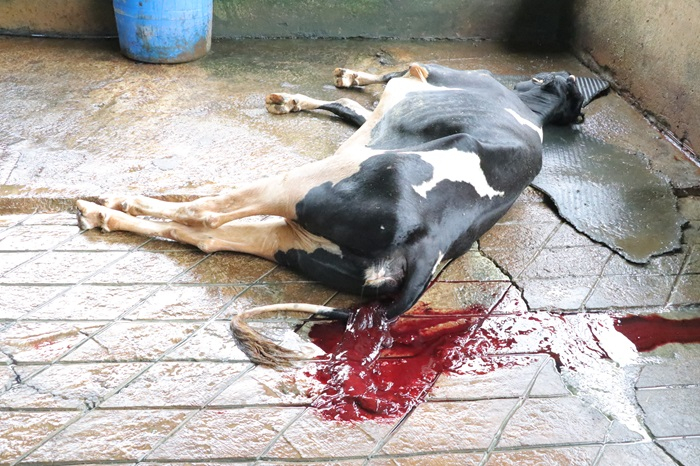 Dừng tiêm vắc xin sau khi bò sữa chết hàng loạt -0