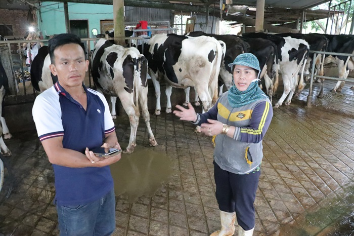 Dừng tiêm vắc xin sau khi bò sữa chết hàng loạt -0