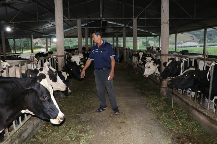 Dừng tiêm vắc xin sau khi bò sữa chết hàng loạt -0