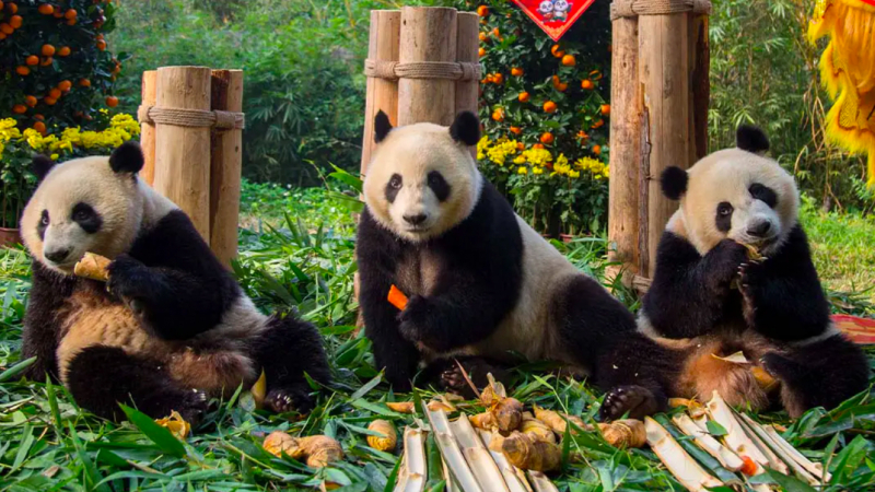 Bộ ba gấu trúc lớn tuổi nhất -0