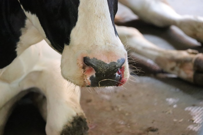 Bò sữa sau khi tiêm vắc xin tiếp tục chết hàng loạt -0