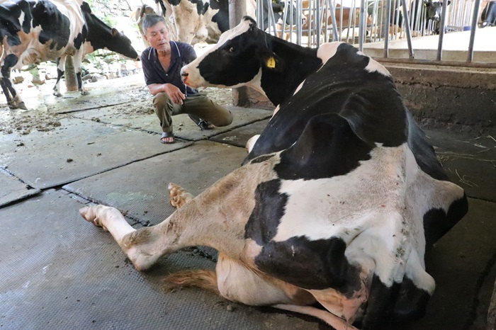 Bò sữa sau khi tiêm vắc xin tiếp tục chết hàng loạt -0