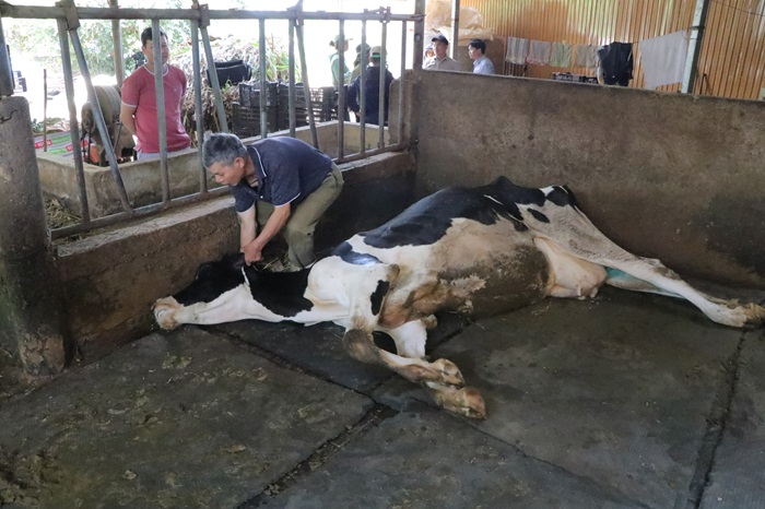 Bò sữa sau khi tiêm vắc xin tiếp tục chết hàng loạt -1